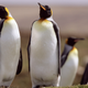 Illustration for article titled The World’s Largest King Penguin Colony Is Catastrophically Shrinking—and We Don’t Know Why
